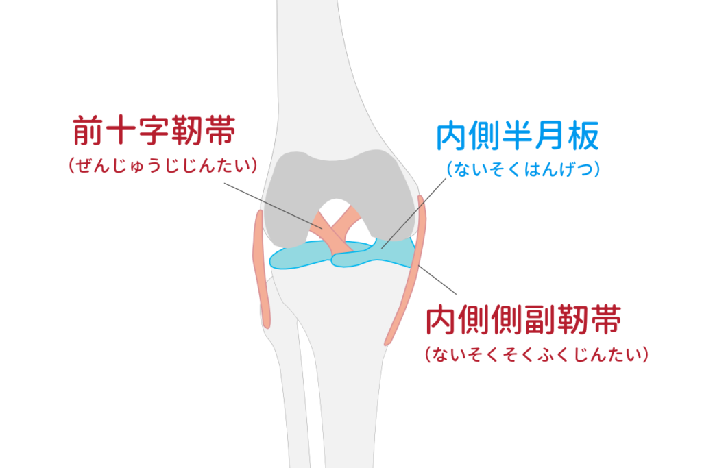ひざの内側にある前十字靭帯と内側半月板、内側側副靭帯の位置関係を示すイラスト