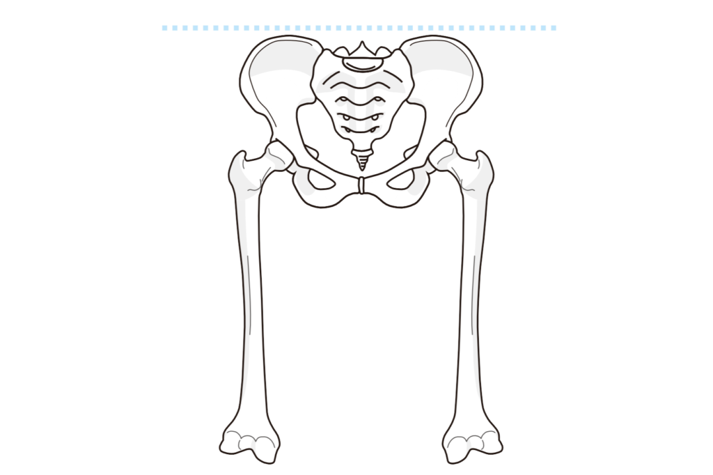 正常な位置にある骨盤