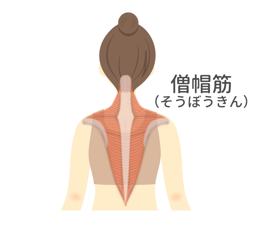 背中の僧帽筋の位置を示すイラスト